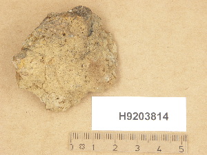  (Verrucaria cf. memnonia - H9203814)  @11 [ ] Copyright (2012) Diana Weckman Botanical Museum, Finnish Museum of Natural History, University of Helsinki
