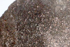  (Verrucaria fraudulosa - H9203816)  @11 [ ] Copyright (2012) Annina Launis Botanical Museum, Finnish Museum of Natural History, University of Helsinki