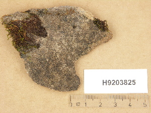  ( - H9203825)  @11 [ ] Copyright (2012) Diana Weckman Botanical Museum, Finnish Museum of Natural History, University of Helsinki