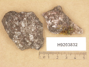  (Micarea prasina - H9203832)  @11 [ ] Copyright (2012) Diana Weckman Botanical Museum, Finnish Museum of Natural History, University of Helsinki