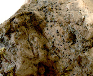  (Micarea botryoides - H9203834)  @11 [ ] Copyright (2012) Annina Launis Botanical Museum, Finnish Museum of Natural History, University of Helsinki
