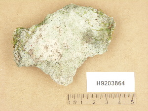  (Verrucaria tenebrosa - H9203864)  @11 [ ] Copyright (2012) Diana Weckman Botanical Museum, Finnish Museum of Natural History, University of Helsinki
