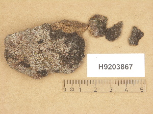  (Verrucaria cf. rufofuscella - H9203867)  @11 [ ] Copyright (2012) Diana Weckman Botanical Museum, Finnish Museum of Natural History, University of Helsinki