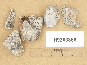  (Verrucaria vacillans - H9203868)  @11 [ ] Copyright (2012) Diana Weckman Botanical Museum, Finnish Museum of Natural History, University of Helsinki