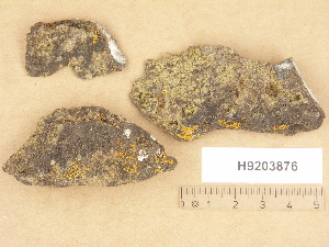  (Verrucaria norrlandica - H9203876)  @11 [ ] Copyright (2012) Diana Weckman Botanical Museum, Finnish Museum of Natural History, University of Helsinki