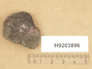  (Verrucaria inaspecta - H9203896)  @11 [ ] Copyright (2012) Diana Weckman Botanical Museum, Finnish Museum of Natural History, University of Helsinki