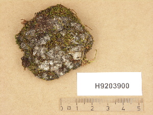  (Verrucaria kalenskyi - H9203900)  @11 [ ] Copyright (2012) Diana Weckman Botanical Museum, Finnish Museum of Natural History, University of Helsinki