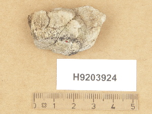  (Verrucaria sublapponica - H9203924)  @11 [ ] Copyright (2012) Diana Weckman Botanical Museum, Finnish Museum of Natural History, University of Helsinki