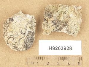  (Verrucaria lapponica - H9203928)  @11 [ ] Copyright (2012) Diana Weckman Botanical Museum, Finnish Museum of Natural History, University of Helsinki
