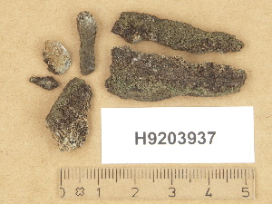 (Verrucaria aff. endocarpoides - H9203937)  @11 [ ] Copyright (2012) Diana Weckman Botanical Museum, Finnish Museum of Natural History, University of Helsinki