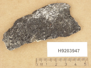  (Verrucaria alutacea - H9203947)  @11 [ ] Copyright (2012) Diana Weckman Botanical Museum, Finnish Museum of Natural History, University of Helsinki
