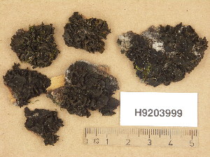  (Collema flaccidum - H9203999)  @11 [ ] Copyright (2013) Diana Weckman Botanical Museum, Finnish Museum of Natural History, University of Helsinki