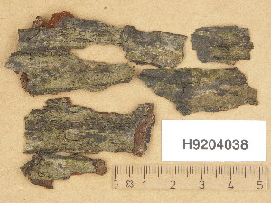  (Verrucaria hydrophila - H9204038)  @11 [ ] Copyright (2013) Diana Weckman Botanical Museum, Finnish Museum of Natural History, University of Helsinki