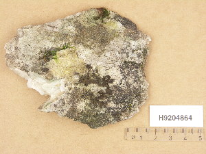 ( - H9204864)  @11 [ ] Copyright (2013) Diana Weckman Botanical Museum, Finnish Museum of Natural History, University of Helsinki