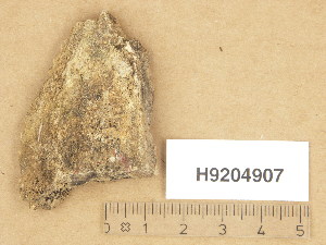  (Polyblastia inconspicua - H9204907)  @11 [ ] Copyright (2013) Diana Weckman Botanical Museum, Finnish Museum of Natural History, University of Helsinki