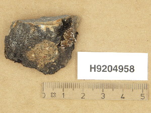  (Verrucaria subjunctiva - H9204958)  @11 [ ] Copyright (2013) Diana Weckman Botanical Museum, Finnish Museum of Natural History, University of Helsinki