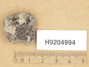  (Verrucaria rufofuscella - H9204994)  @11 [ ] Copyright (2013) Diana Weckman Botanical Museum, Finnish Museum of Natural History, University of Helsinki