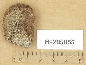  (Verrucaria juankoskiensis - H9205055)  @11 [ ] Copyright (2013) Diana Weckman Botanical Museum, Finnish Museum of Natural History, University of Helsinki