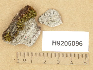  ( - H9205096)  @11 [ ] Copyright (2013) Diana Weckman Botanical Museum, Finnish Museum of Natural History, University of Helsinki