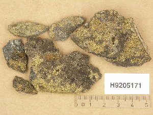  (Gyalecta kukriensis - H9205171)  @11 [ ] Copyright (2013) Diana Weckman Botanical Museum, Finnish Museum of Natural History, University of Helsinki