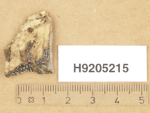  (Myriolecis torrida - H9205215)  @11 [ ] Copyright (2013) Diana Weckman Botanical Museum, Finnish Museum of Natural History, University of Helsinki