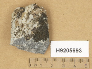  (Verrucaria epilithea complex - H9205693)  @11 [ ] Copyright (2014) Diana Weckman Botanical Museum, Finnish Museum of Natural History, University of Helsinki