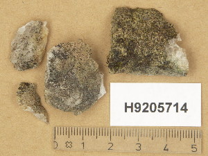  (Verrucaria margacea - H9205714)  @11 [ ] Copyright (2014) Diana Weckman Botanical Museum, Finnish Museum of Natural History, University of Helsinki