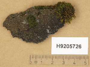  (Verrucaria onegensis - H9205726)  @11 [ ] Copyright (2014) Diana Weckman Botanical Museum, Finnish Museum of Natural History, University of Helsinki