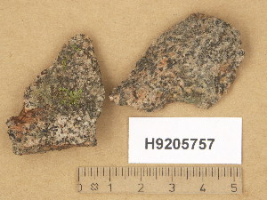  (Verrucaria dolosa - H9205757)  @11 [ ] Copyright (2014) Diana Weckman Botanical Museum, Finnish Museum of Natural History, University of Helsinki