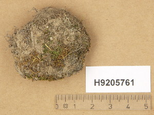  ( - H9205761)  @11 [ ] Copyright (2014) Diana Weckman Botanical Museum, Finnish Museum of Natural History, University of Helsinki