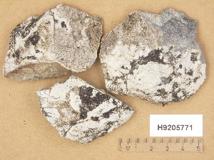  (Verrucaria devergens - H9205771)  @11 [ ] Copyright (2014) Diana Weckman Botanical Museum, Finnish Museum of Natural History, University of Helsinki