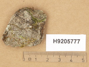  ( - H9205777)  @11 [ ] Copyright (2014) Diana Weckman Botanical Museum, Finnish Museum of Natural History, University of Helsinki