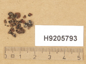  (Toninia sp - H9205793)  @11 [ ] Copyright (2014) Diana Weckman Botanical Museum, Finnish Museum of Natural History, University of Helsinki