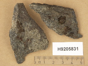  (Verrucaria apatela - H9205831)  @11 [ ] Copyright (2014) Diana Weckman Botanical Museum, Finnish Museum of Natural History, University of Helsinki