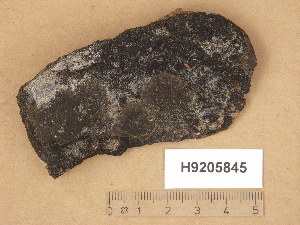  (Verrucaria latebrosa - H9205845)  @11 [ ] Copyright (2014) Diana Weckman Botanical Museum, Finnish Museum of Natural History, University of Helsinki