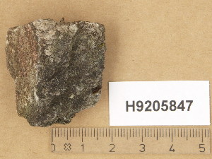  (Verrucaria modica - H9205847)  @11 [ ] Copyright (2014) Diana Weckman Botanical Museum, Finnish Museum of Natural History, University of Helsinki