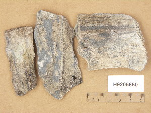  ( - H9205850)  @11 [ ] Copyright (2014) Diana Weckman Botanical Museum, Finnish Museum of Natural History, University of Helsinki
