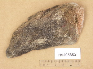  (Verrucaria vitikainenii - H9205853)  @11 [ ] Copyright (2014) Diana Weckman Botanical Museum, Finnish Museum of Natural History, University of Helsinki