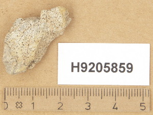  ( - H9205859)  @11 [ ] Copyright (2014) Diana Weckman Botanical Museum, Finnish Museum of Natural History, University of Helsinki