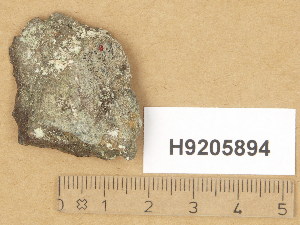  (Biatora radicicola - H9205894)  @11 [ ] Copyright (2014) Diana Weckman Botanical Museum, Finnish Museum of Natural History, University of Helsinki