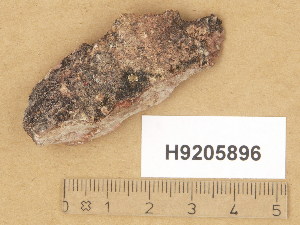  (Verrucaria karelica - H9205896)  @11 [ ] Copyright (2014) Diana Weckman Botanical Museum, Finnish Museum of Natural History, University of Helsinki