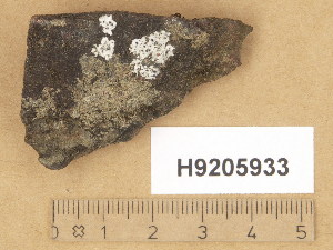  (Rhizocarpon chioneum - H9205933)  @11 [ ] Copyright (2014) Diana Weckman Botanical Museum, Finnish Museum of Natural History, University of Helsinki
