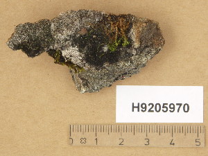  ( - H9205970)  @11 [ ] Copyright (2014) Diana Weckman Botanical Museum, Finnish Museum of Natural History, University of Helsinki