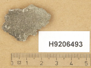  (Verrucaria caliacrensis - H9206493)  @11 [ ] Copyright (2014) Diana Weckman Botanical Museum, Finnish Museum of Natural History, University of Helsinki
