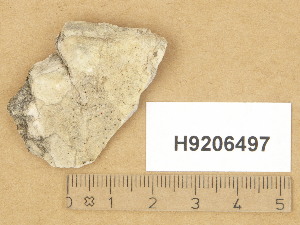  (Verrucaria foveolata - H9206497)  @11 [ ] Copyright (2014) Diana Weckman Botanical Museum, Finnish Museum of Natural History, University of Helsinki
