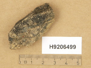  (Verrucaria gudbrandsdalensis - H9206499)  @11 [ ] Copyright (2014) Diana Weckman Botanical Museum, Finnish Museum of Natural History, University of Helsinki