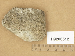  (Verrucaria muralis - H9206512)  @11 [ ] Copyright (2014) Diana Weckman Botanical Museum, Finnish Museum of Natural History, University of Helsinki