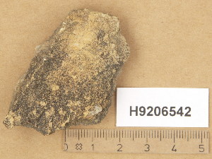  (Verrucaria aff. dolosa - H9206542)  @11 [ ] Copyright (2014) Diana Weckman Botanical Museum, Finnish Museum of Natural History, University of Helsinki