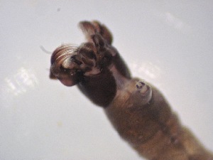  ( - Jari20110268)  @12 [ ] Unspecified (default): All Rights Reserved  Unspecified Unspecified