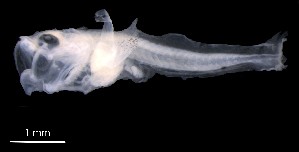  (Neosebastes thetidis - IMOSLarvalFish110)  @11 [ ] CreativeCommons  - Attribution Non-Conmmercial Share-Alike (2021) Unspecified CSIRO Australian National Fish Collection